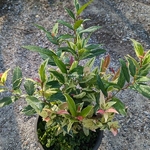 Leucothoe fontanesia Makijaz (1)
