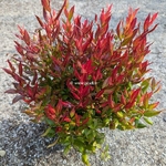 Leucothoe Little Flames