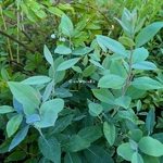 Zenobia pulverulenta Blue Sky