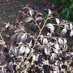Loropetalum chinense Black Pearl (2)
