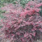 Loropetalum chinense rubrum Black Pearl