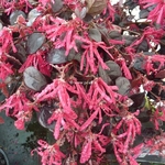 Loropetalum chinense Black Pearl (4)