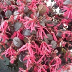 Loropetalum chinense Black Pearl (5)