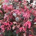 Loropetalum chinense Black Pearl (6)