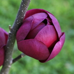 Magnolia Black Tulip