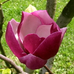 Magnolia Black Tulip (2)