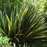 Phormium tenax (1)