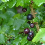 Ribes nidigrolaria
