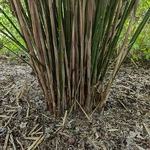 Borinda angustissima