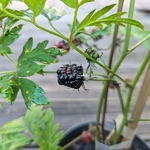 Rubus fruticosus Thornless Evergreen (3)