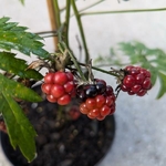 Rubus fruticosus Thornless Evergreen (1)