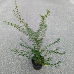 Spiraea thunbergii