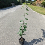 Tilia tomentosa