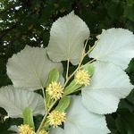 Tilia tomentosa (2)