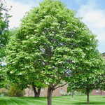 Tilia tomentosa (1)