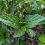 Viburnum Sweet Talker (4)