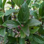 Viburnum Sweet Talker (3)