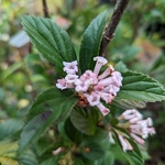 Viburnum Sweet Talker (6)