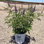 Vitex agnus castus blue diddley