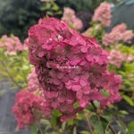 Hydrangea paniculata Framboisine