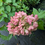 Hydrangea paniculata Hercules