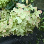 Hydrangea paniculata Little Lime