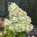Hydrangea paniculata Mont Blanc
