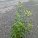 Vitex agnus-castus Blue Diddley (2)