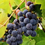 Vitis Isabelle (1)