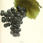 Vitis Isabelle (2)
