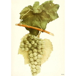 Vitis Noah (2)