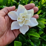 Gardenia jasminoides Double Diamonds (1)