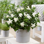 Gardenia jasminoides Double Diamonds
