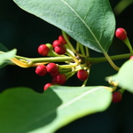 Lindera reflexa (2)