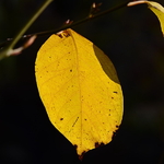 Lindera reflexa (1)