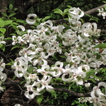 Cornus florida urbiniana (2)