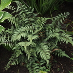Athyrium niponicum f. metallicum