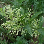 Cestrum nocturnum