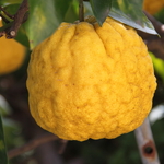 Citrus x juno (yuzu) (2)