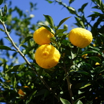 Citrus x juno (yuzu) (1)