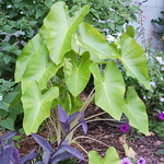 Colocasia esculenta Maui Gold