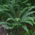 Polystichum minutum