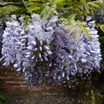 Wisteria formosana Caroline (1)