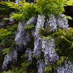 Wisteria formosana Caroline (2)