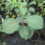 Amelanchier alnifolia Honeywood (2)