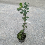 Amelanchier alnifolia Honeywood (1)