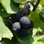 Amelanchier alnifolia Honeywood (3)