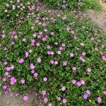Geranium Kelly-Anne (4)