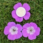 Geranium Kelly-Anne (3)
