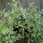 Convolvulus sabiatus Manati White (2)
